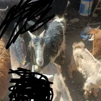 3راس بز 4راس بزغاله