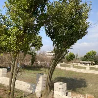 زمین 260 متری نزدیک دریا با اقساط 12 ماهه