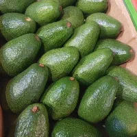 آووکادو اوکادو اووکادو آوکادو کنیا و ایرانی