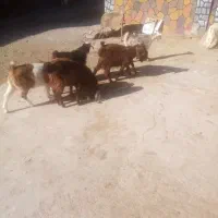 فروش 7راس بزغاله گله گرد نر|حیوانات مزرعه|نیشابور, فضل|دیوار