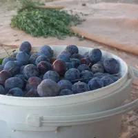الو سیاه خوشمزه