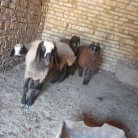 بره
