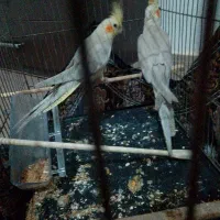 عروس هلندی