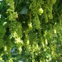 باکیفیترین نهال های موجود درایران از یک تاپنج ساله|خدمات باغبانی و درختکاری|ارومیه, |دیوار