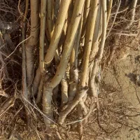 دهکده نهال|خدمات باغبانی و درختکاری|کرج, دهقان ویلا|دیوار