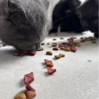 غذا خشک گربه کاملا اقتصادی و خوش خوراک