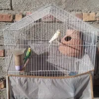 فروش مرغ عشق یک جفت