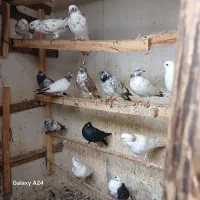 کبوتر|پرنده|رشت, تازه آباد|دیوار