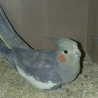 جوجه عروس هلندی