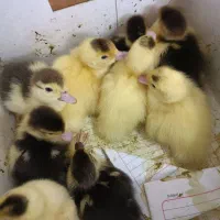 جوجه اردک خارجی