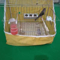 قناری ماده سبز