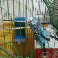 فروش جفت مرغ عشق جوان و سالم|پرنده|تهران, اوقاف|دیوار