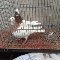 یه جفت طوقی