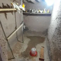 پرنده های زینتی عروس هلندی