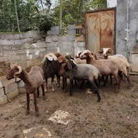 بره گوسفند ۱۰ تا