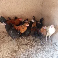 13عددجوجه مرغ وخروس|حیوانات مزرعه|شیراز, گویم|دیوار