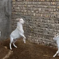 بزغاله سانن و دورگ سانن مناسب عقیقه|حیوانات مزرعه|کهک, |دیوار