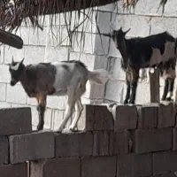 دو راس کهره ماده دوقلو