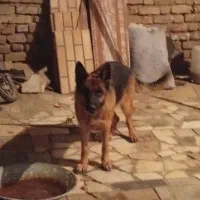 سگ ژرمن|سگ|سیرجان, |دیوار