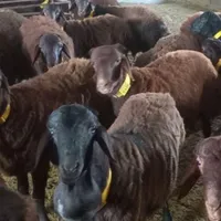 کارگر ساده بیمه نداره