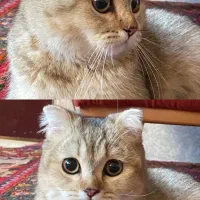 واگذاری اسکاتیش