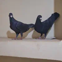 دو تا کلاغ گوک نر