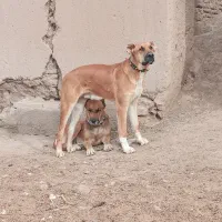 یک توله 8 ماهه