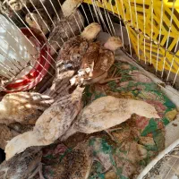 جوجه محلی زابلی ۵۰روزه