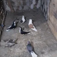 کفتر رنگی و جفتی|پرنده|محمدیه-قزوین, |دیوار