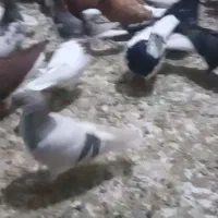 کفتر رنگی|پرنده|بندر ماهشهر, |دیوار