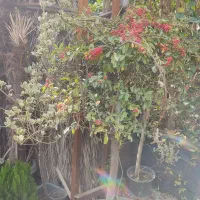 فروش درختچه های زینتی و خاص|گل و گیاه طبیعی|شیراز, گویم|دیوار