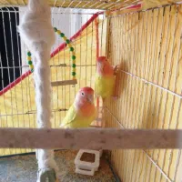 کوتوله برزیلی|پرنده|صدرا-فارس, فاز ۱|دیوار