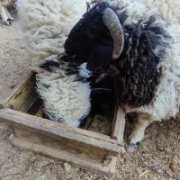 فروش تعدادی بره نر