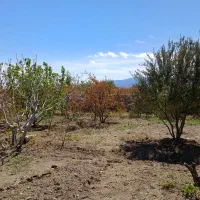 باغ در ۱۰ کیلومتری ساوه