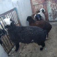 بره نر و ماده سبک