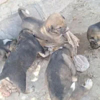 کته پژدر|سگ|شاهرود, |دیوار