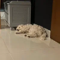 گم شده|حیوانات|سبزوار, قصبه شرقی|دیوار