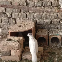 کفتر کرچ وجوجه