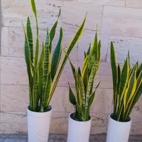 گل های آپارتمانی