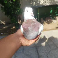 کبوتر|پرنده|باشت, |دیوار