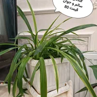 گل اپارتمانی|گل و گیاه طبیعی|تهران, حکیمیه|دیوار