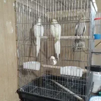 عروس هلندی ماده (۳تا)