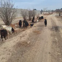 بز و بزغاله|حیوانات مزرعه|نجف‌آباد, حومه نجف آباد|دیوار