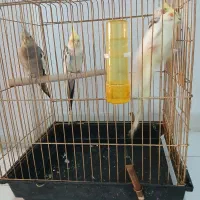 عروس هلندی|پرنده|اصفهان, سپاهان‌شهر|دیوار