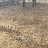 نر همو مناسب قوچ|حیوانات مزرعه|اسفراین, |دیوار