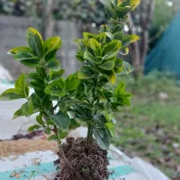 قلم کرتی شمشاد|حراج|کلاچای, |دیوار
