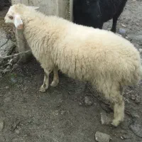 دو بره ماده تالشی|حیوانات مزرعه|شاندرمن, |دیوار