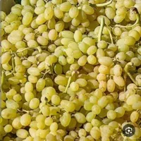 انگور