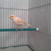 قناری نر آماده جفت