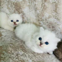 گربه پرشین و سگ پامران